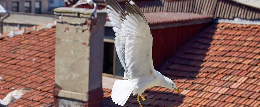 Residential Chimney Animal Removal Solution in Ankeny, IA