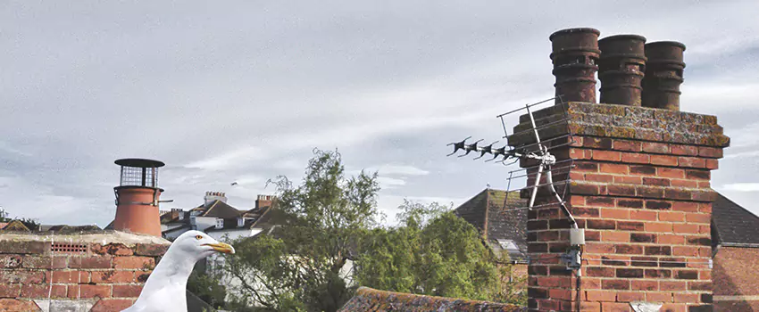 Chimney Cleaning And Restoration in Ankeny, Iowa